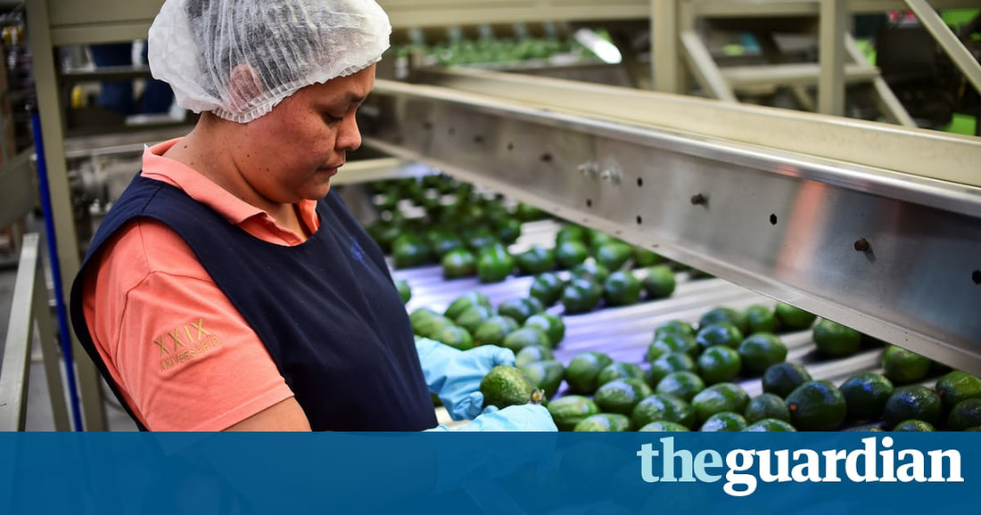 Mexico considers importing avocados as staple priced out of consumers' reach