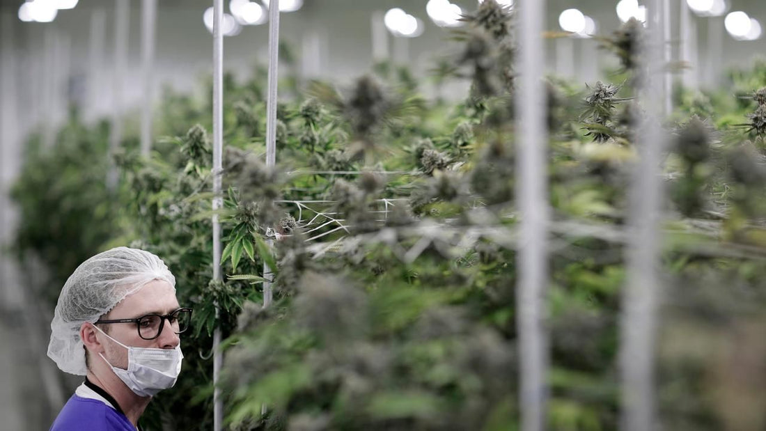 Nevada Marijuana Supply Running Low, State Of Emergency Declared, Governor Says!