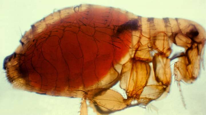 Public Asked To Look Out For These Warning Signs After The Plague Is Found In Two Counties