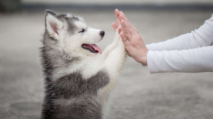 Owning A Dog Could Dramatically Improve The Health Of People Living With HIV