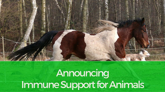 Announcing Immune Support for Animals
