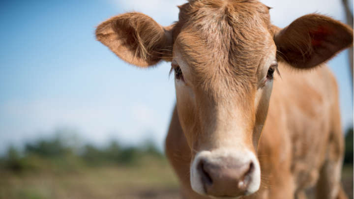 Cattle Show An "Insane" Ability To Produce Antibodies To HIV!