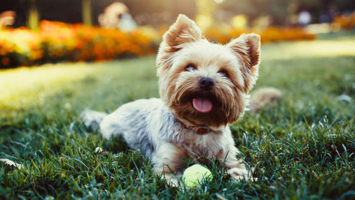 Woman Develops Clinical Broken Heart After Her Dog Dies