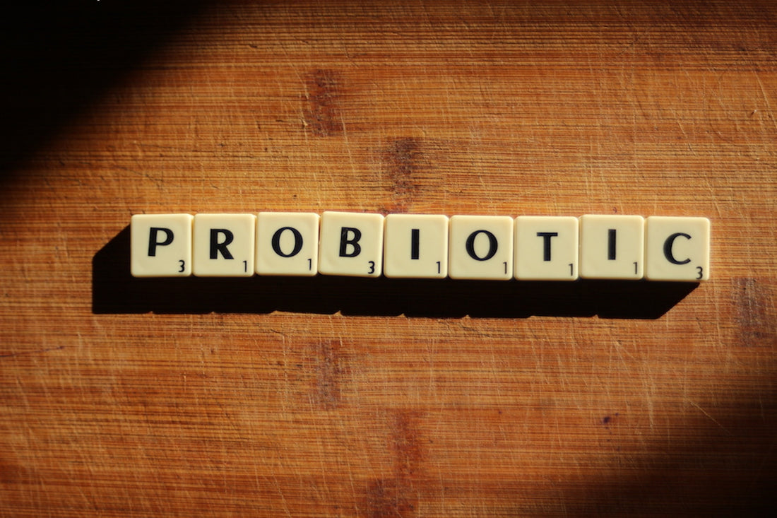 Why Is Streptococcus Thermophilus Considered A Healthy Bacterium For Humans?
