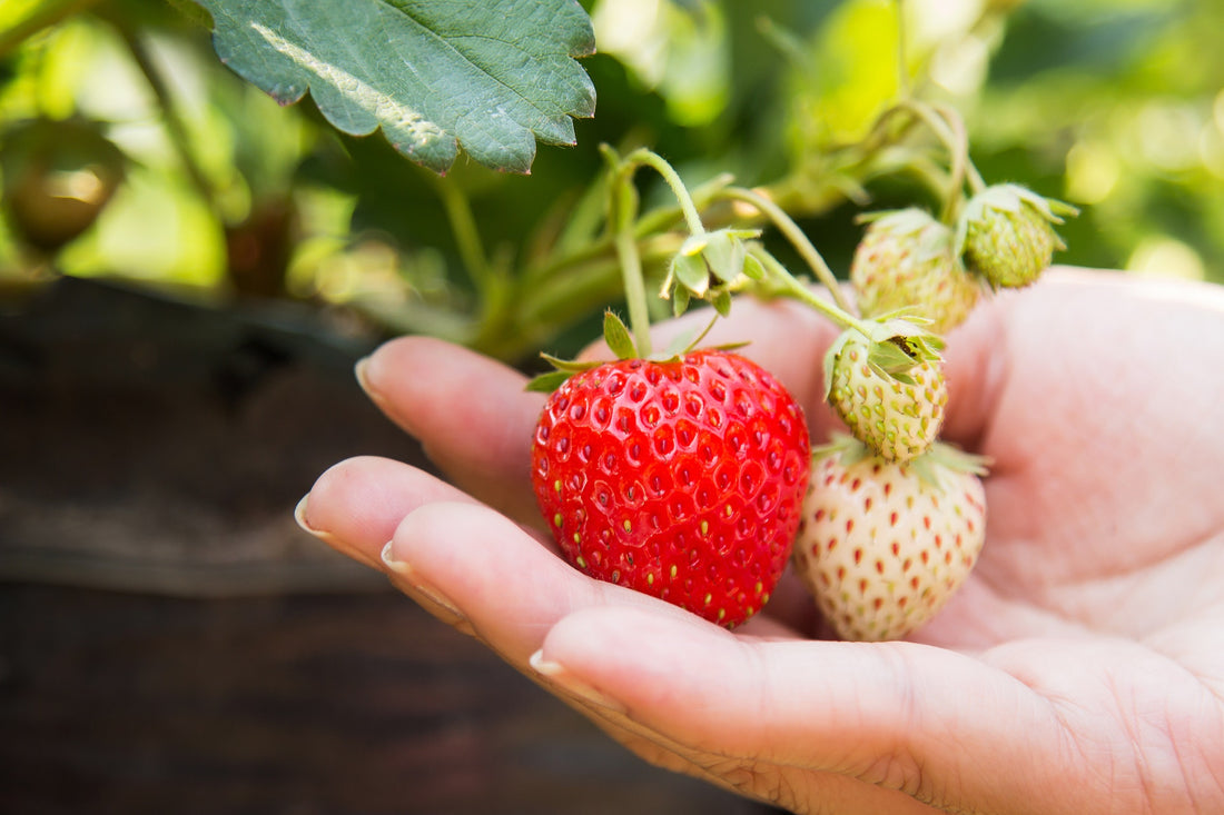 The Surprising Health Benefits of Eating Seasonal, Local Food
