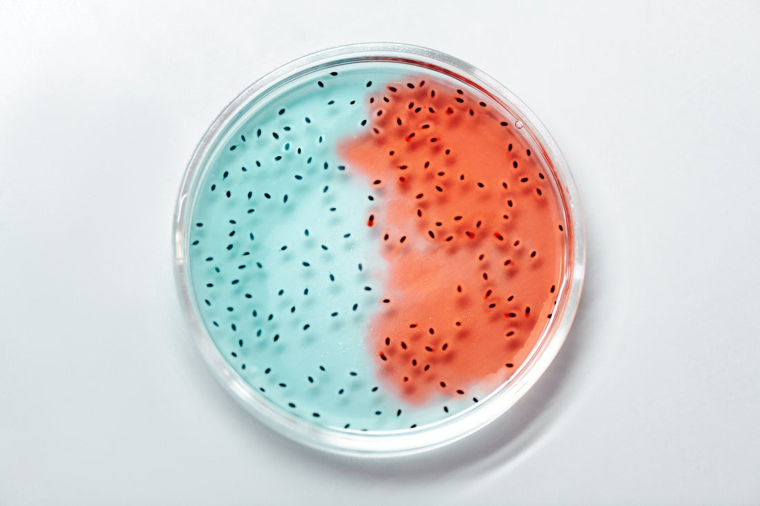 What Are the Benefits of Good Bacteria Versus "Bad" Bacteria?
