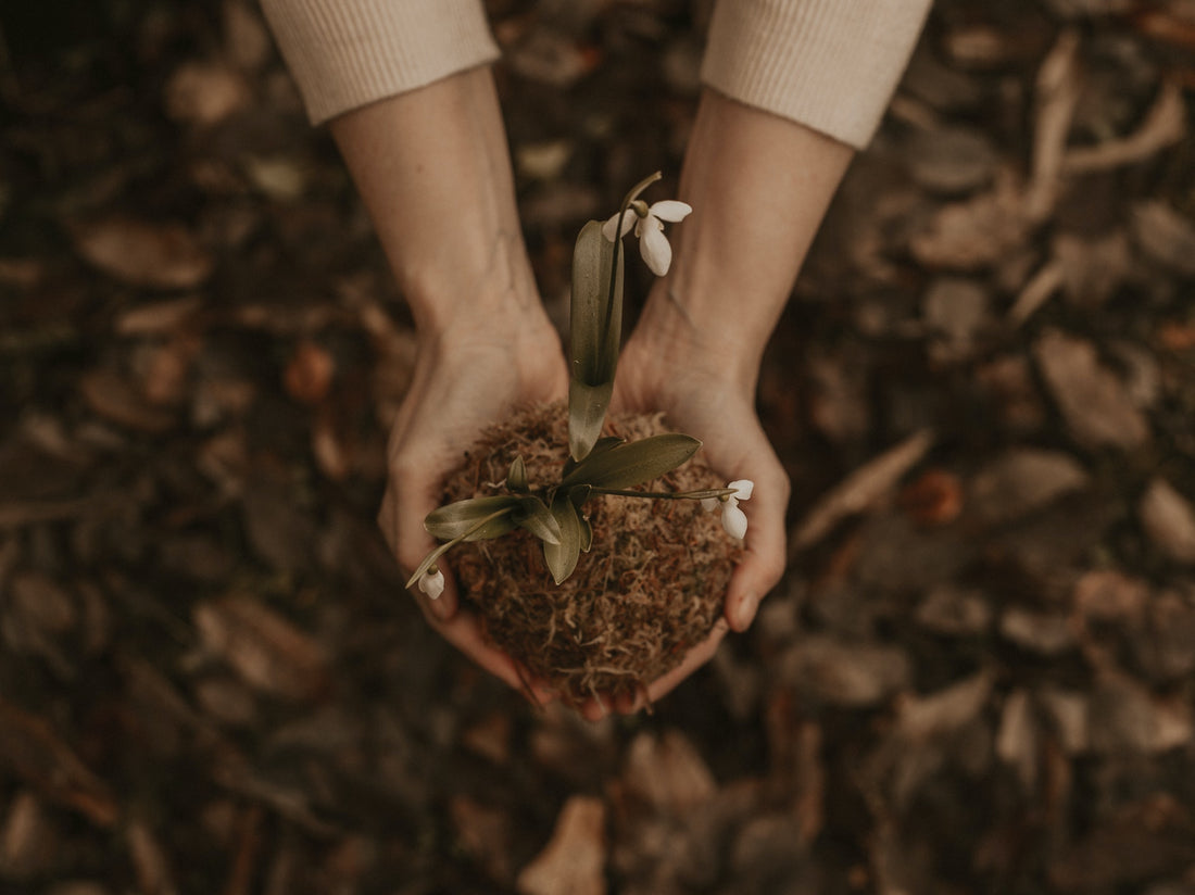 Autumn Medicinal Plants and Wild Herbs to Pick and Use This Fall