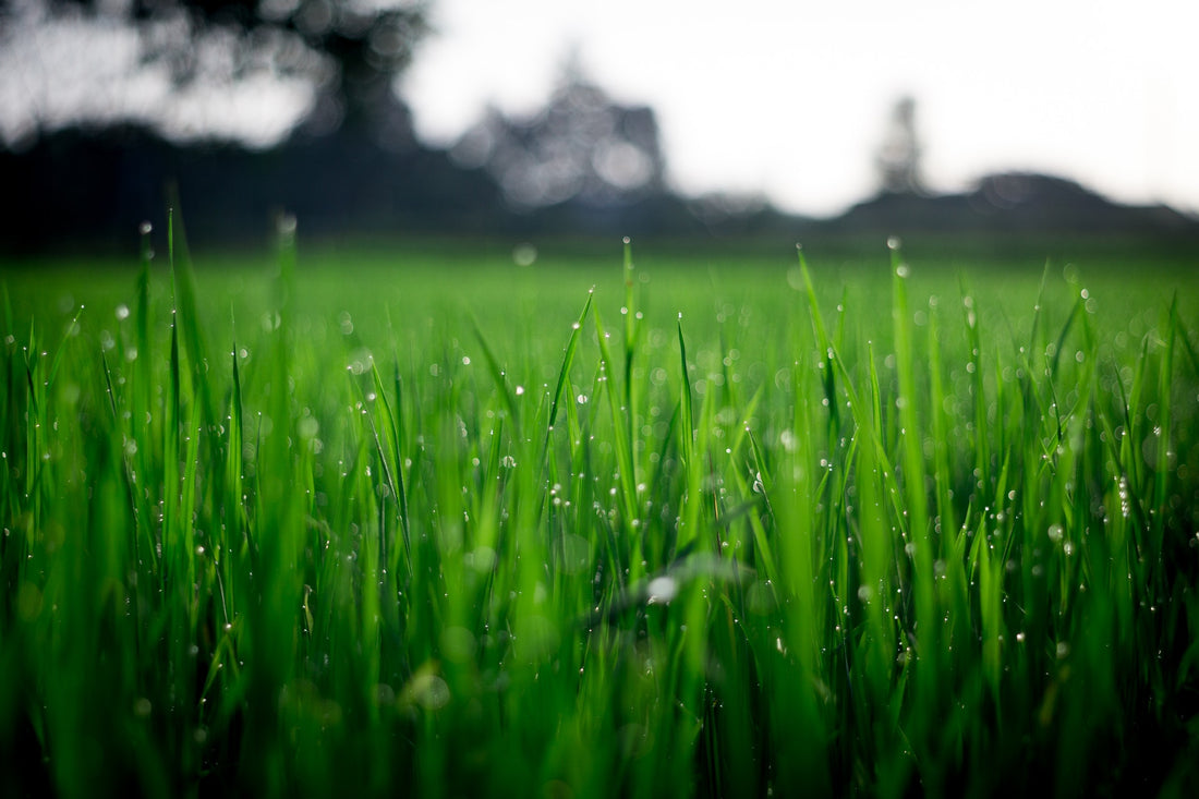 Is Your Spring Yardwork and Landscaping Sabotaging Your Health?