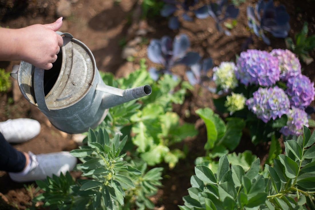 Garden Recipe: How to Make Your Own Compost Tea
