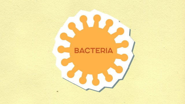 The Role Of Bacteriophages In Maintaining Health