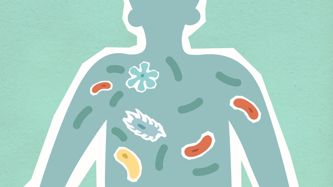 Healthy Virome: What Is The Role Of Good Bacteria And Viruses In Human Health