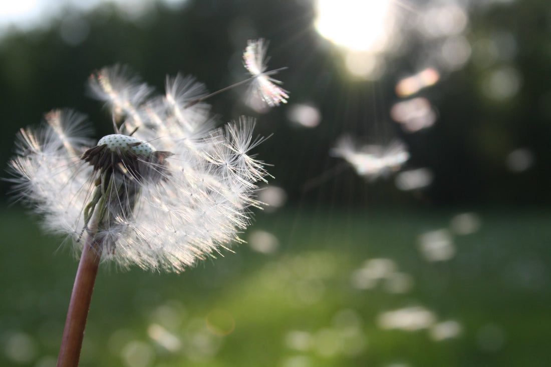 What Are Antioxidants And How They Help To Fight Allergies?