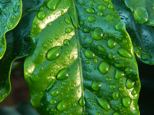 The Remarkable Benefits of Adaptogens For Immune System Resilience