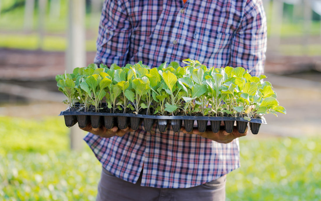 Unusual Summer Produce to Boost Your Immunity