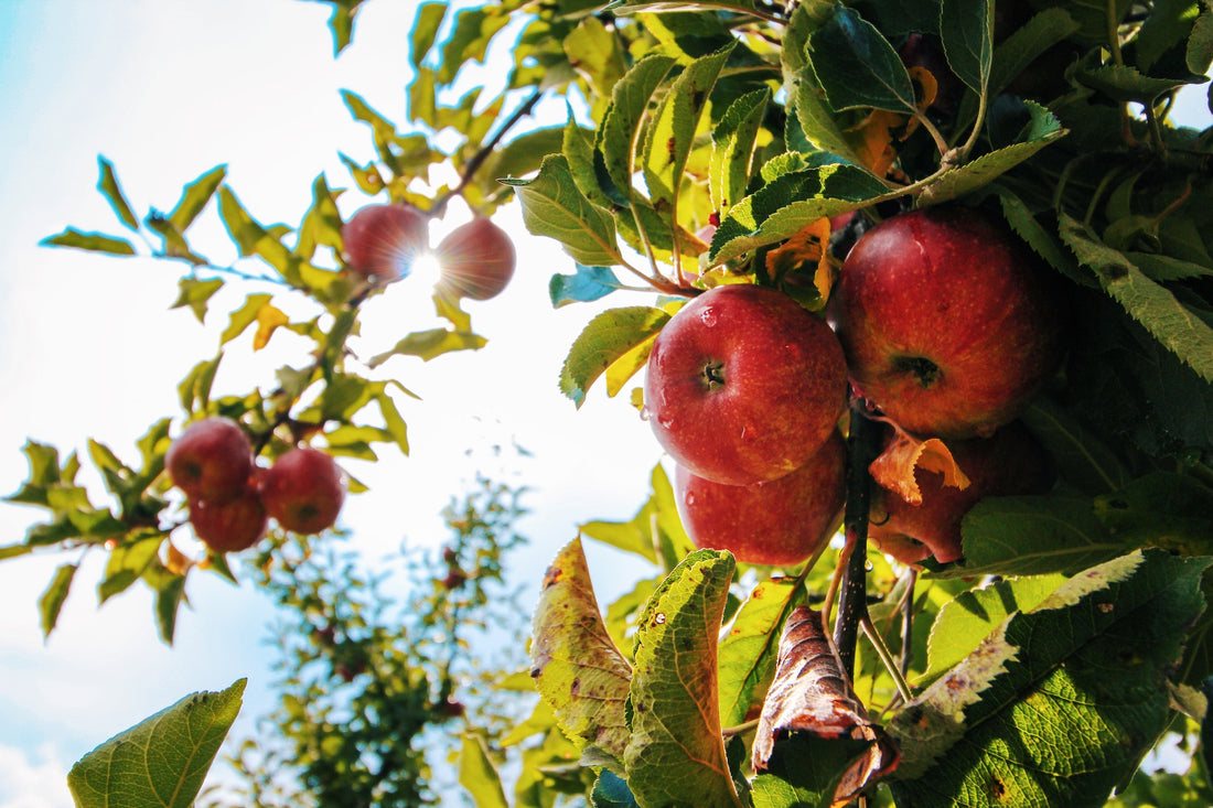 Scary Foods to Avoid This Fall