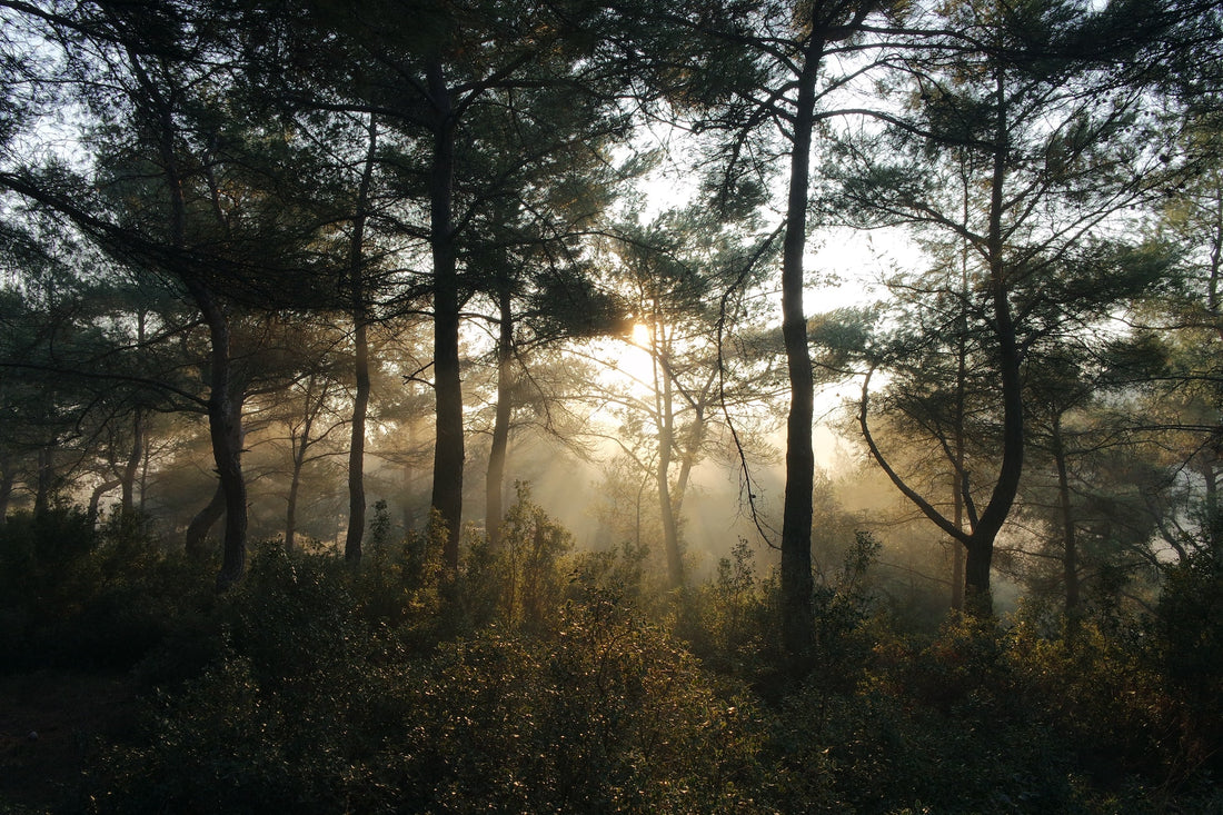 Benefits of Bacteria in Nature Proving the Importance of Their Existence on the Earth
