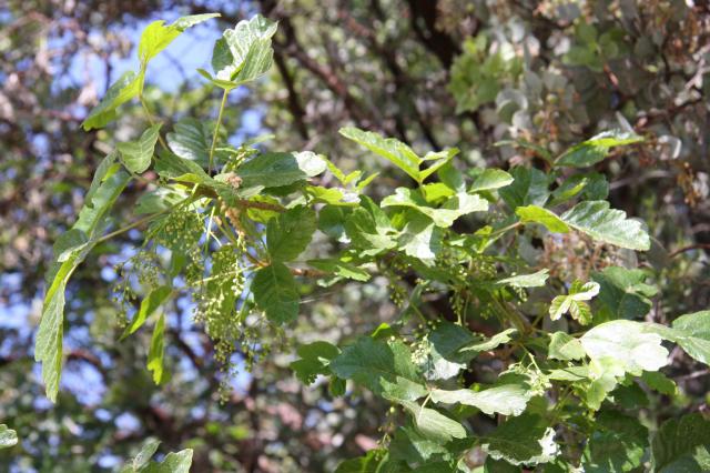 reduce allergy symptoms