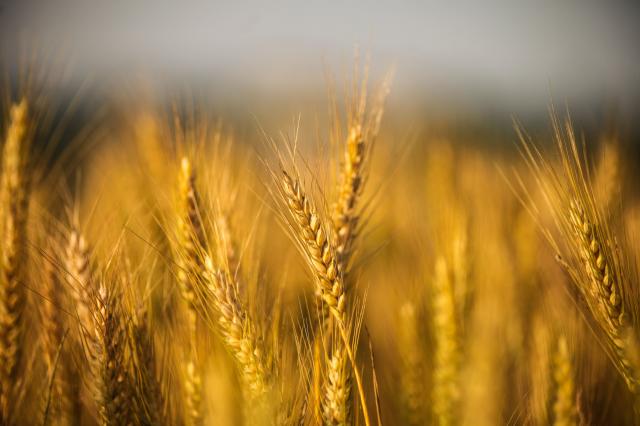 healthy grains