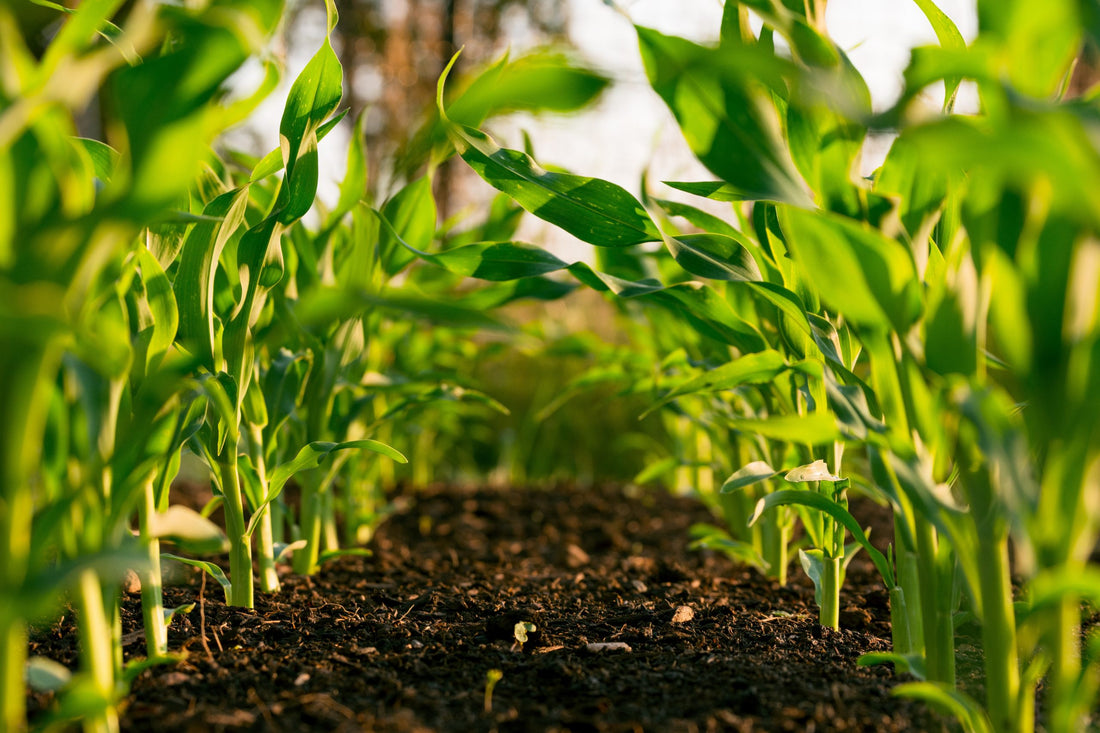 Role of Bacteria in Industries: Healthcare, Food, and Agriculture