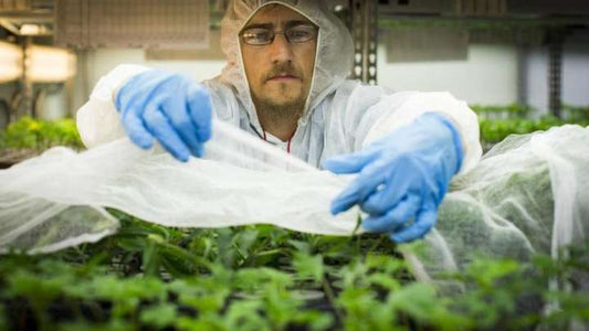 Study: Cannabis May Reduce Crack Use