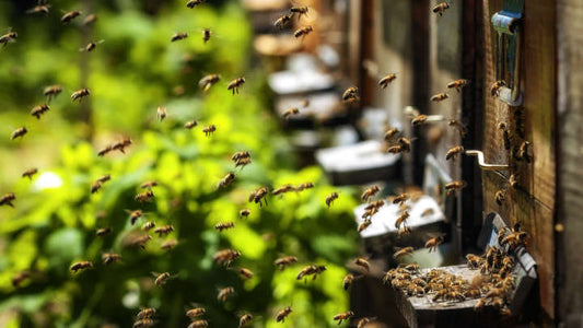 American Honeybees Are Doing Better In 2017