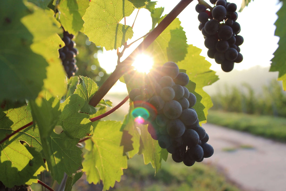 Eating Grapes & Blueberries Together Significantly Reduces Memory Loss