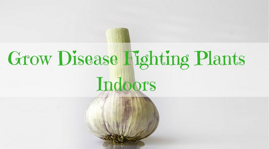 disease fighting plants