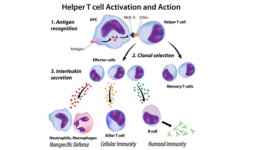 Role of Immune System in Flu Vaccination Effectiveness