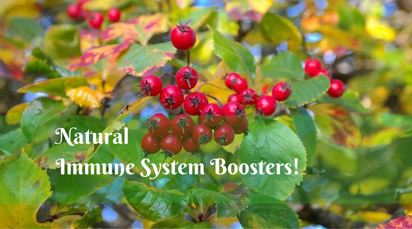natural immune system boosters