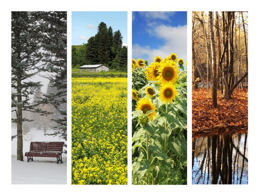 Does Immune Function Change with the Seasons?