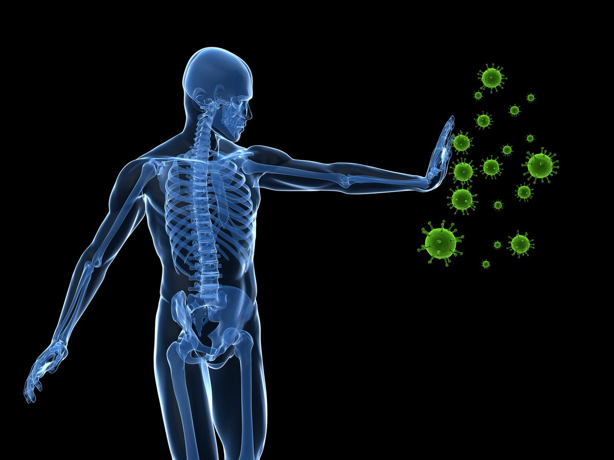 The Two Parts of Your Immune System and How They Protect You ...