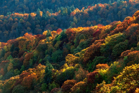 Fall Reset: Four Ways to Reset Your Health