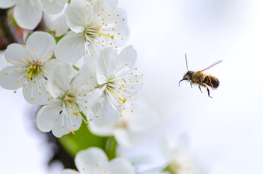 Natural Remedies for Spring Allergies: These Tips Are Nothing to Sneeze At