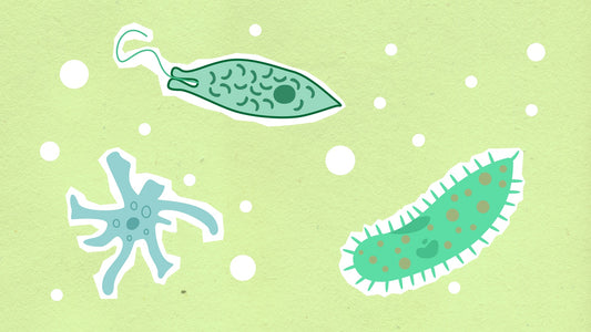 Can Bacteria Like Bifidobacteria Be Healthy For Our Body?