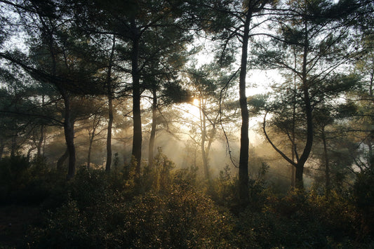 Benefits of Bacteria in Nature Proving the Importance of Their Existence on the Earth