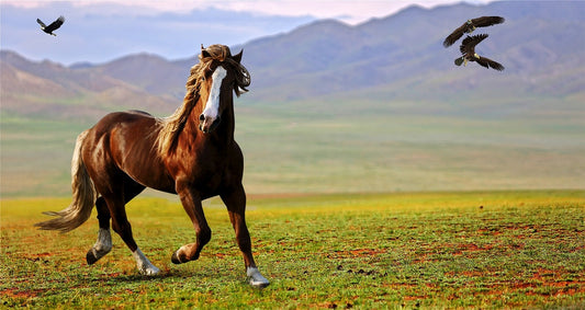 horse