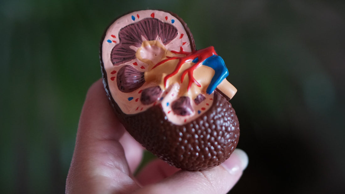 Causes Of Nephritis